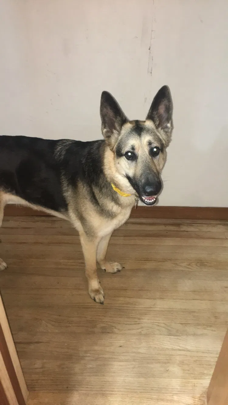 Lost dog in Stillwater, OK, 74074