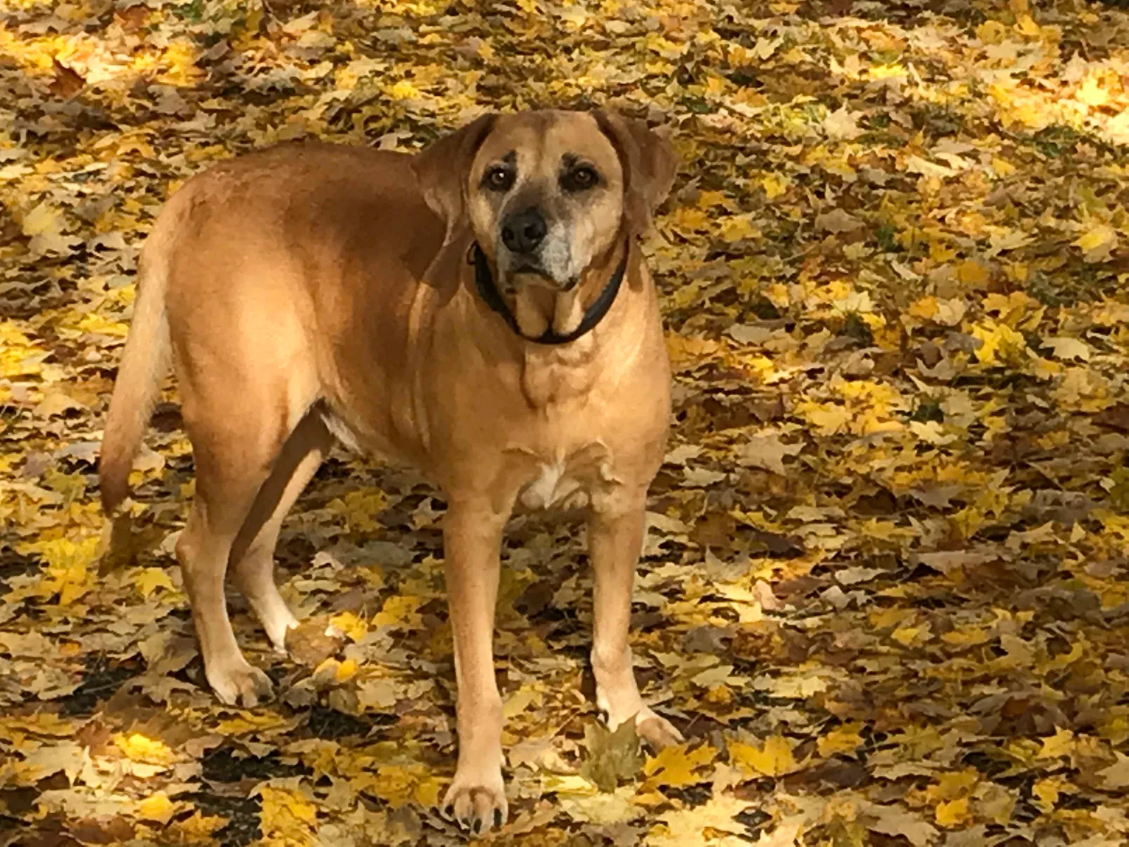 Lost dog in Cedar Springs, MI, 49319