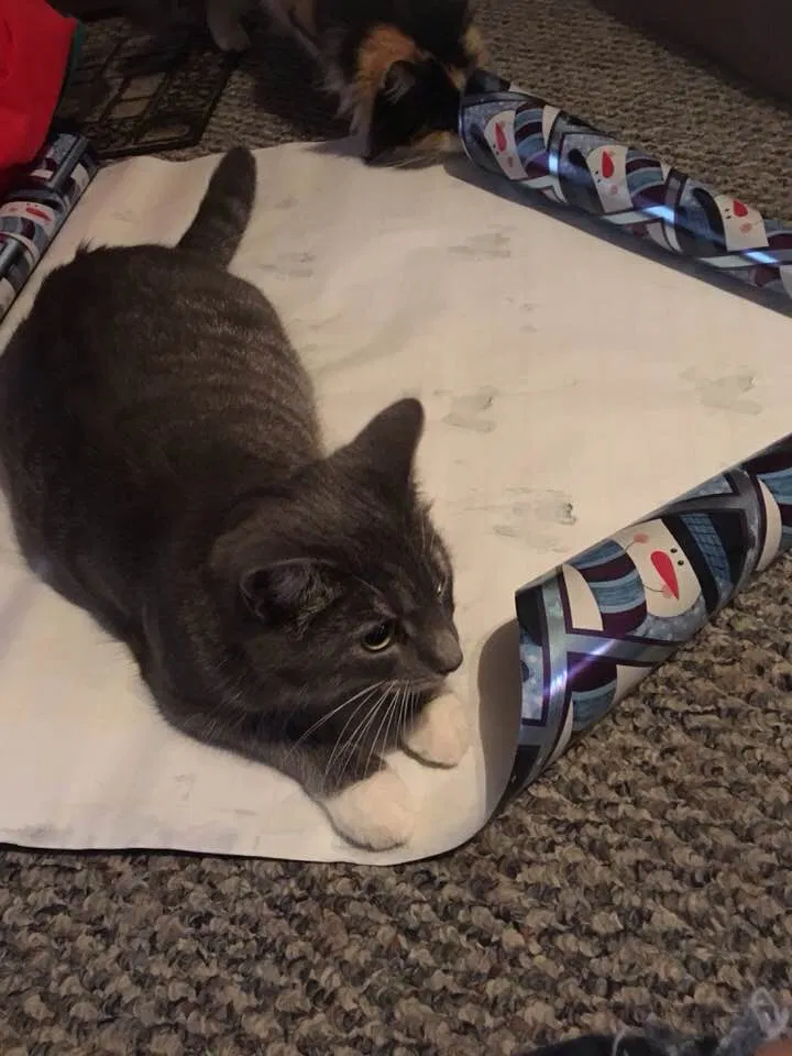 Lost cat in Russells Point, OH, 43348
