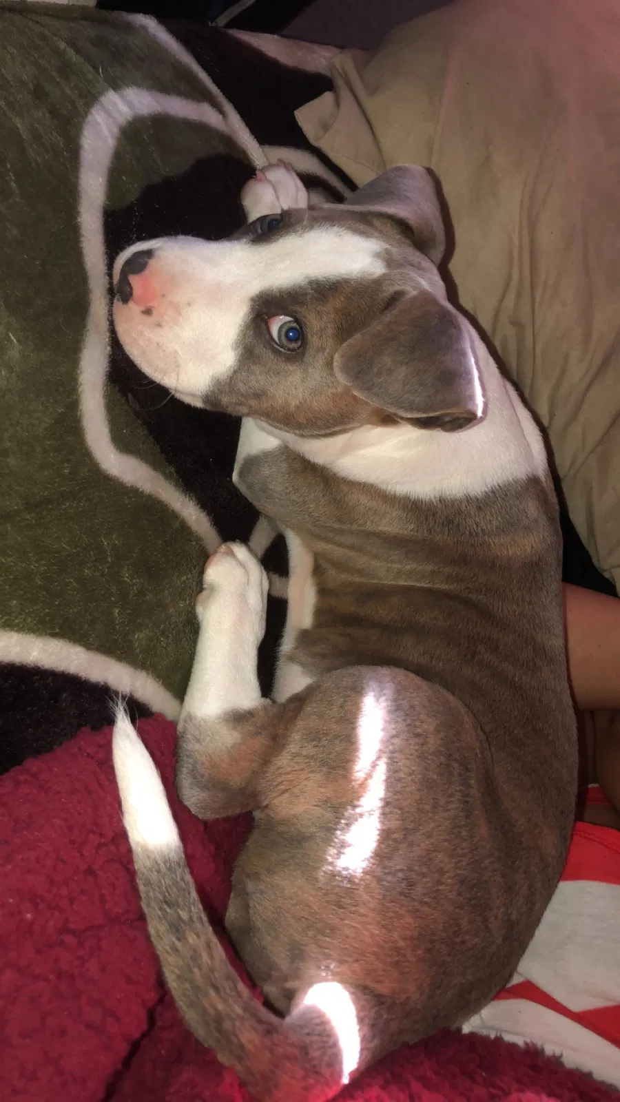 Lost dog in Salinas, CA, 93905