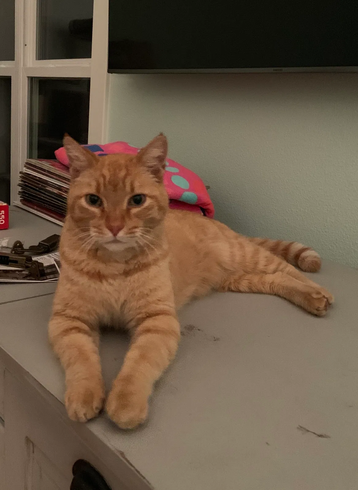 Lost cat in Houston, TX, 77005