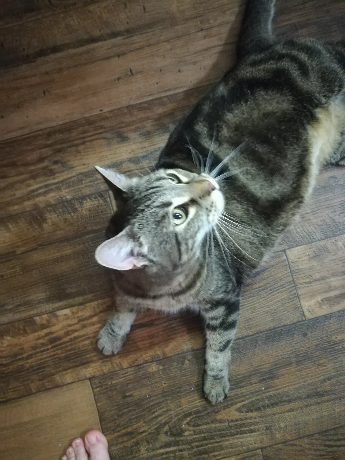 Lost cat in Kernersville, NC, 27284