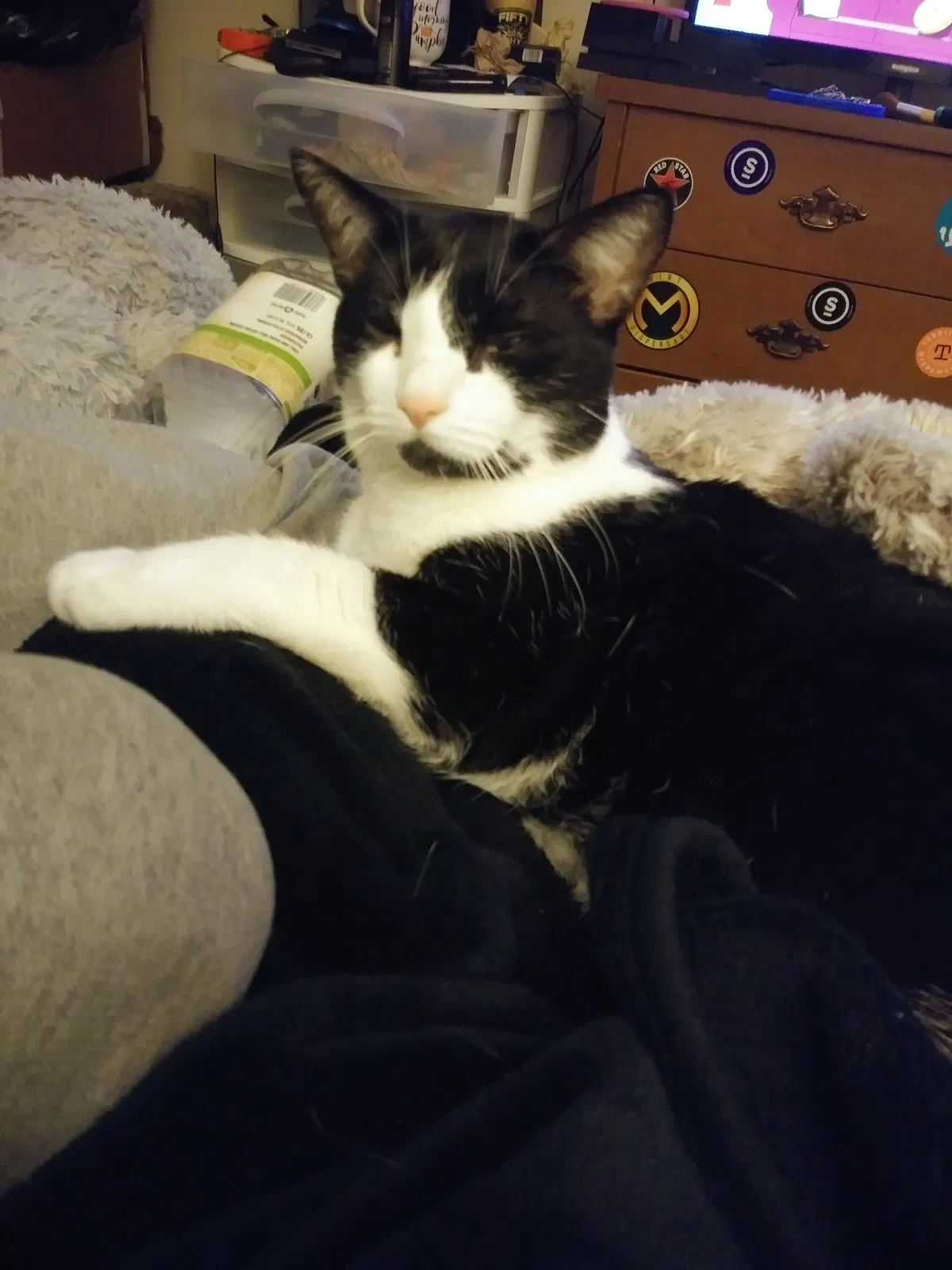 Lost cat in Tempe, AZ, 85282