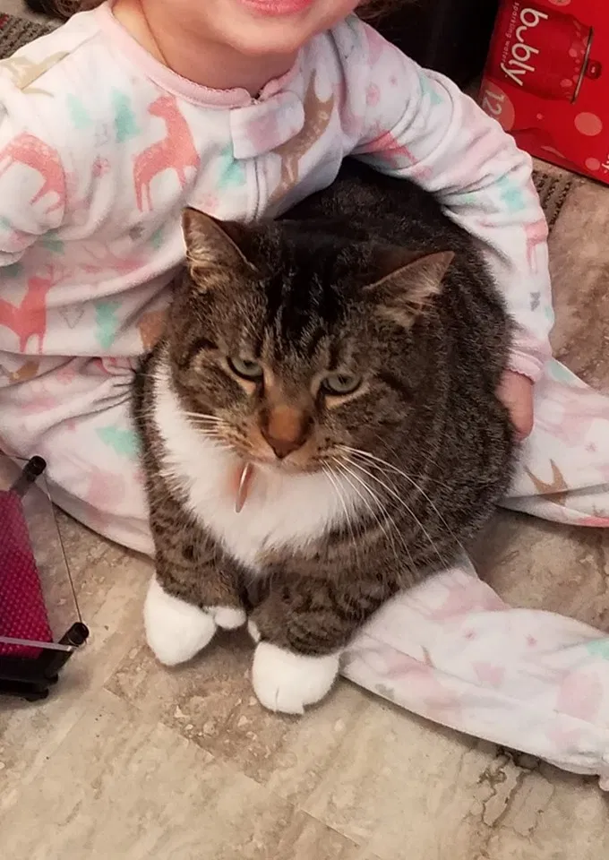 Lost cat in Minneapolis, MN, 55433