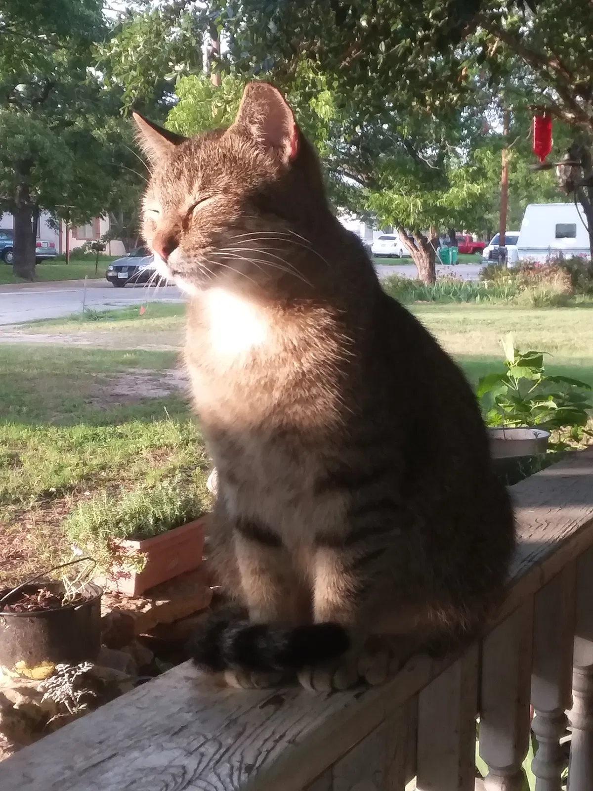 Lost cat in Marlin, TX, 76661