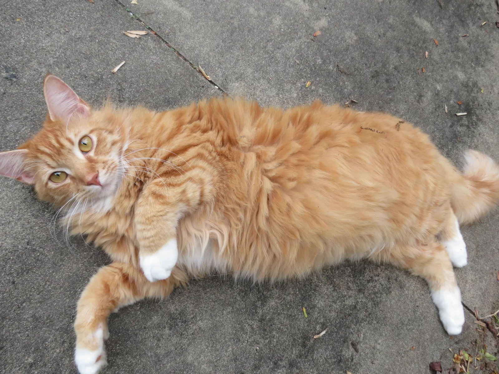 Lost cat in Gibsonville, NC, 27249