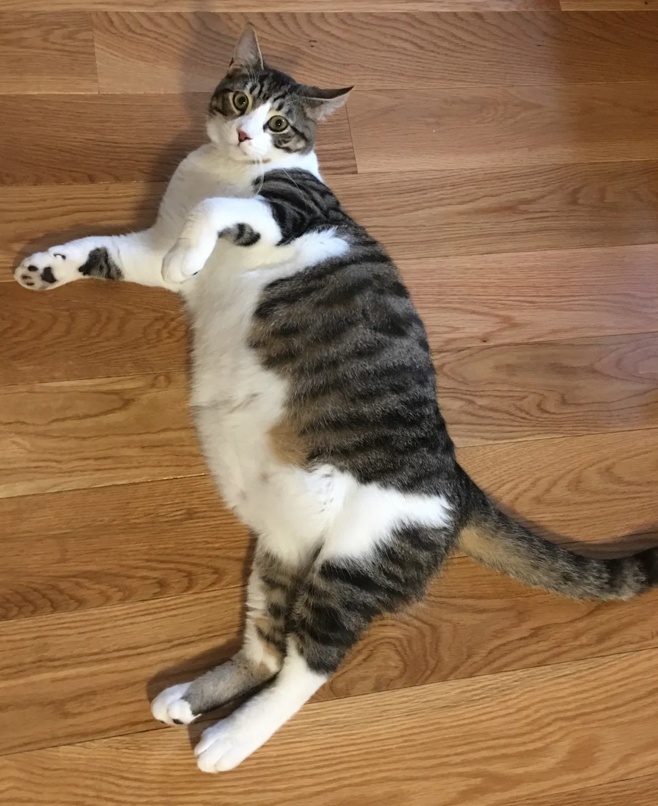 Lost cat in Wilmington, NC, 28401