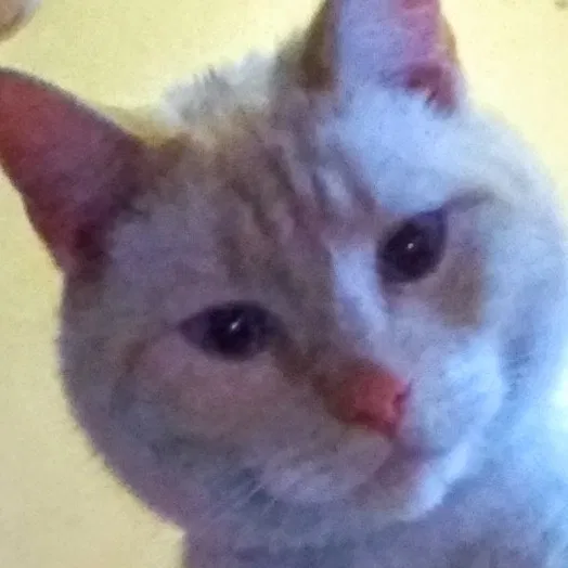 Lost cat in Portland, OR, 97216
