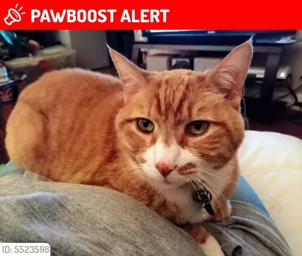 Lost cat in Colorado Springs, CO, 80909