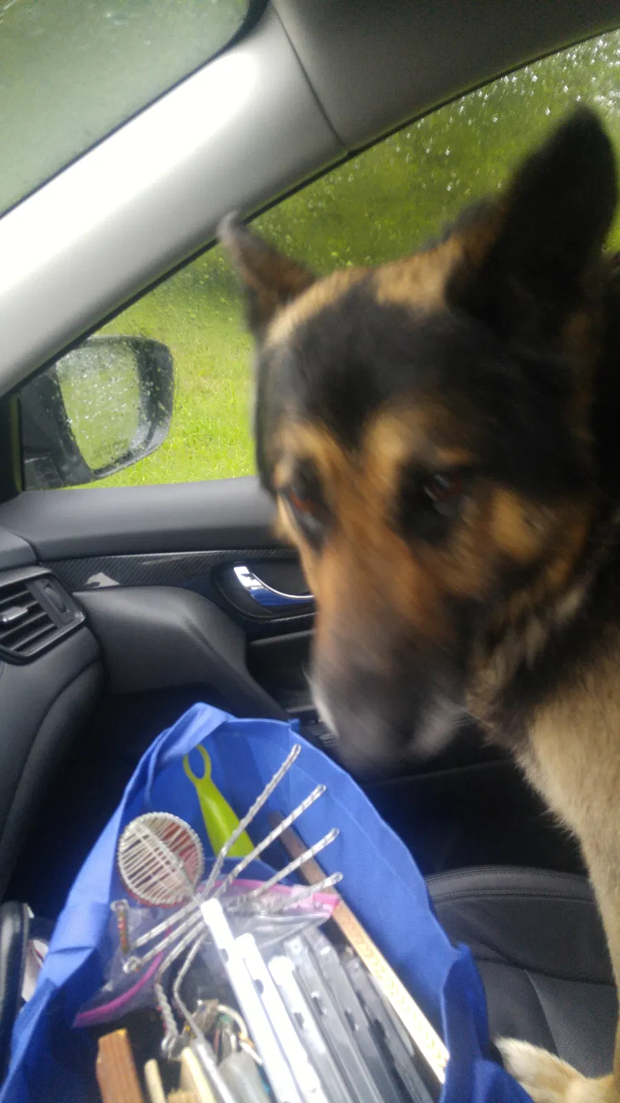 Found dog in Trussville, AL, 35173