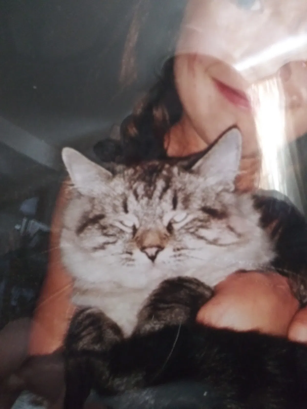 Lost cat in Colorado Springs, CO, 80915
