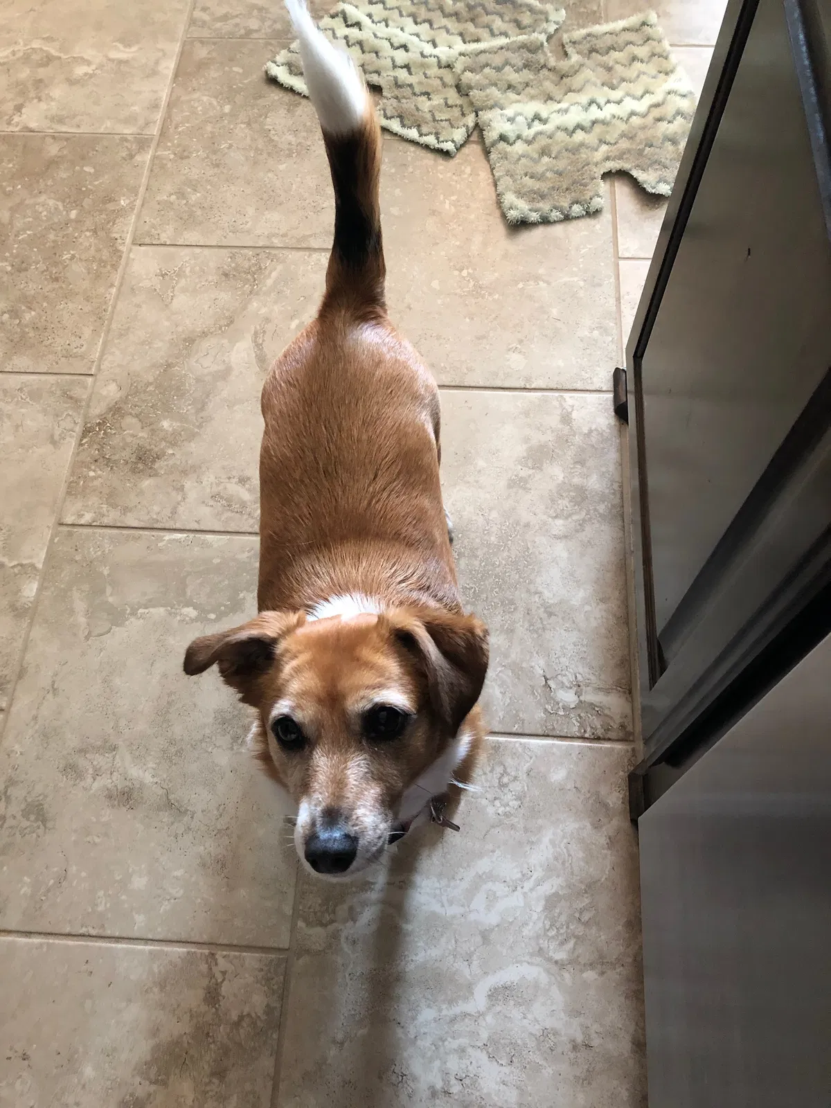 Lost dog in Forest, MS, 39074
