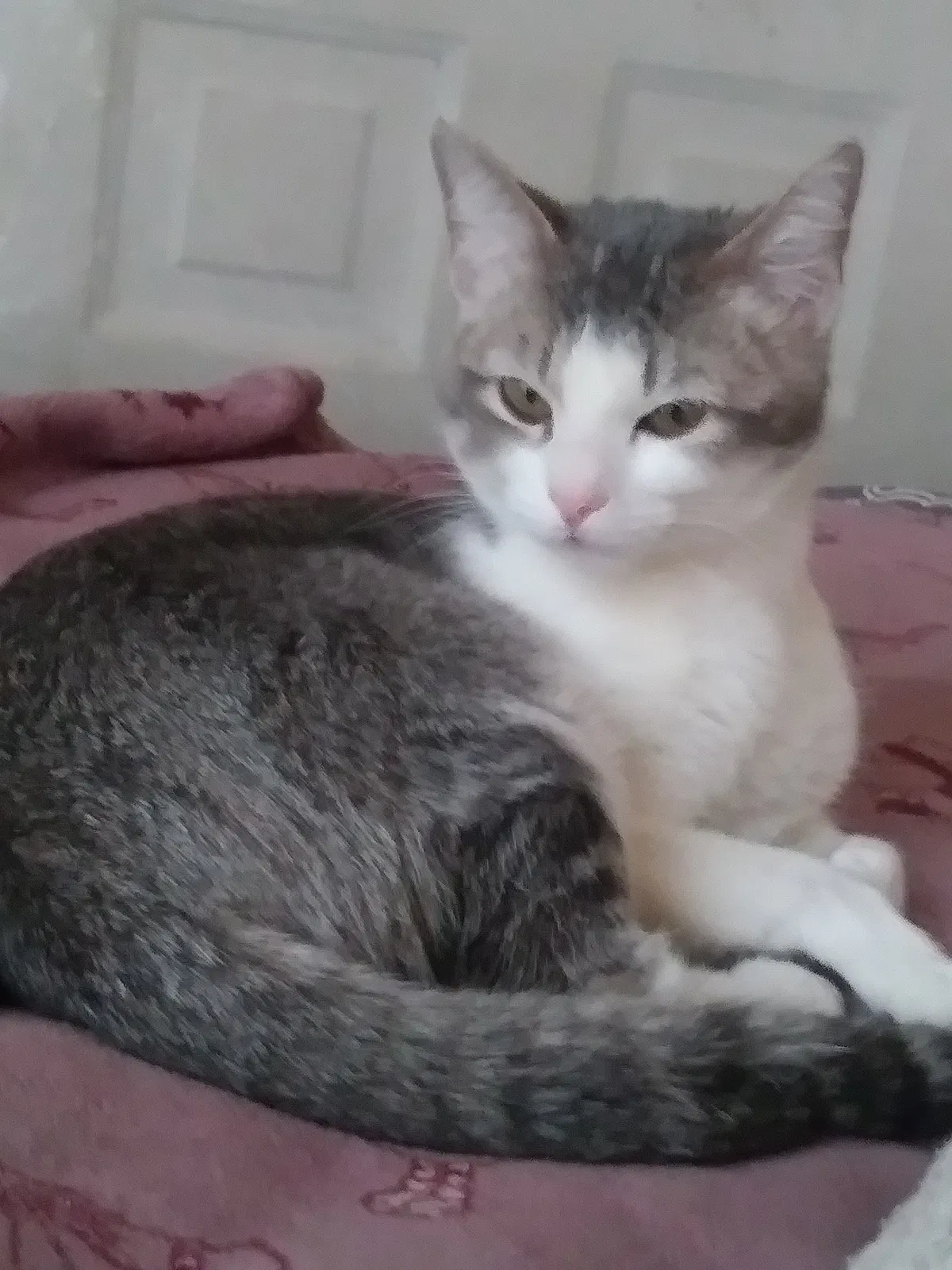 Lost cat in Muncie, IN, 47305