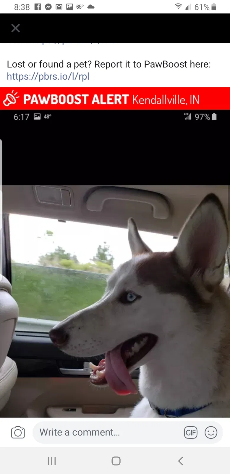 Lost dog in Kendallville, IN, 46755