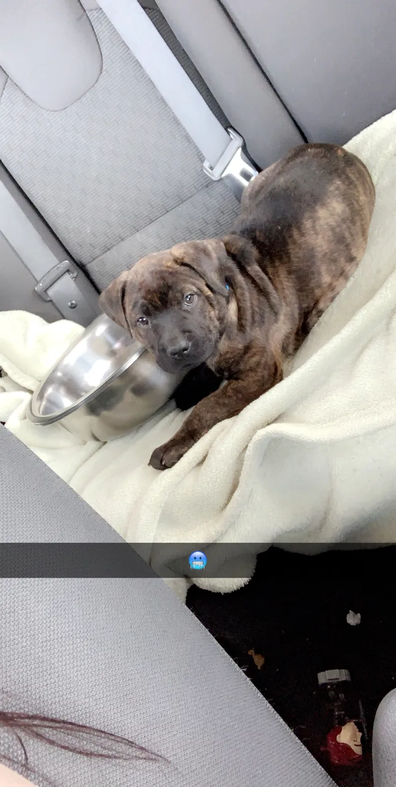 Lost dog in Mobile, AL, 36618