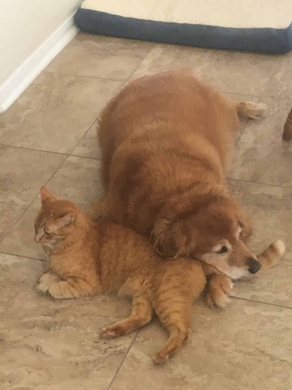 Lost cat in League City, TX, 77573