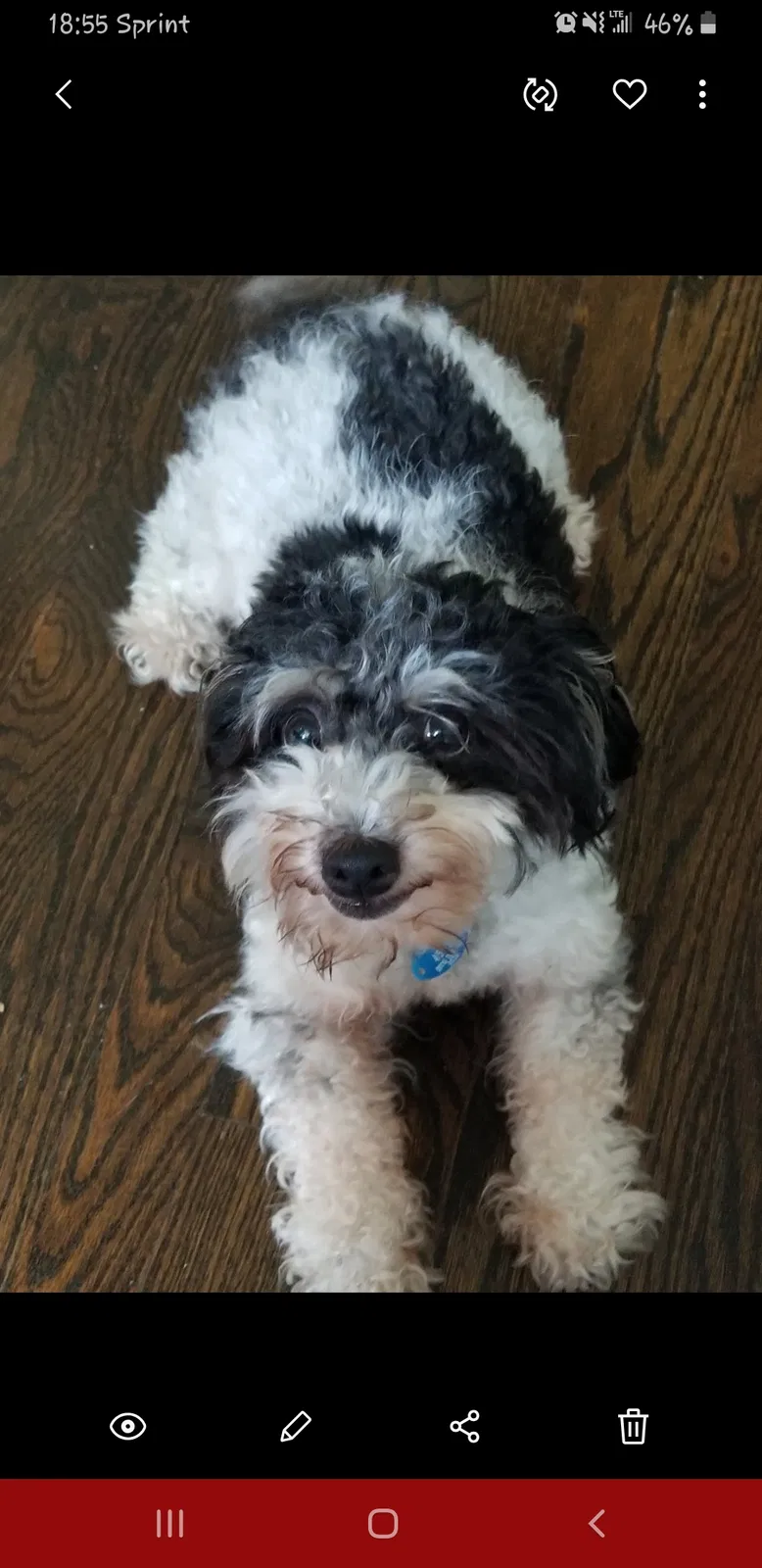 Lost dog in Dayton, OH, 45419