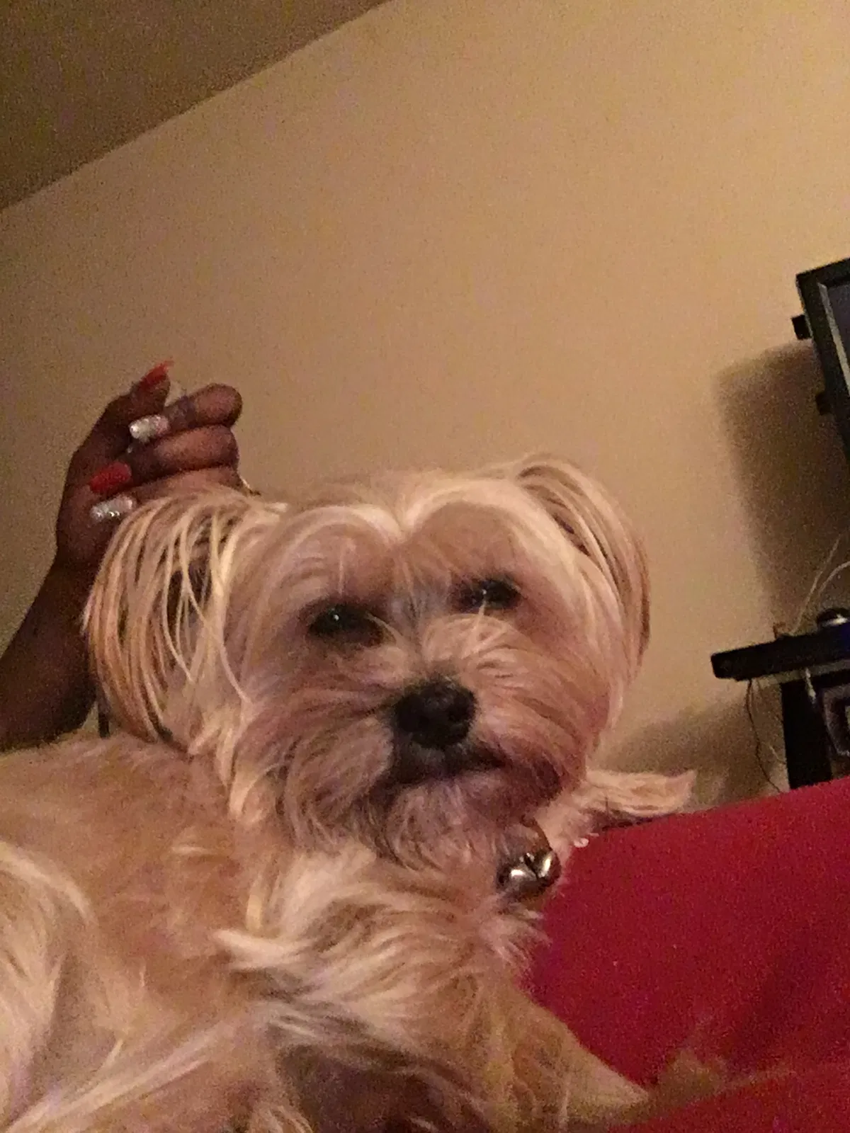 Lost dog in East Saint Louis, IL, 62207