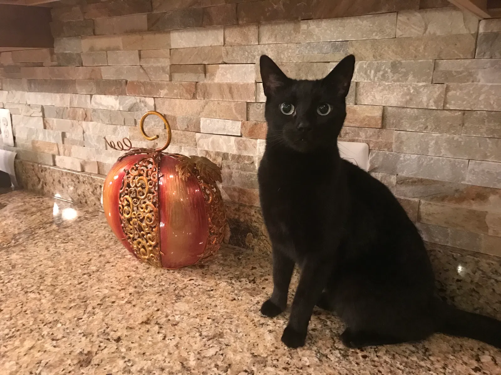 Lost cat in Washington, MI, 48095
