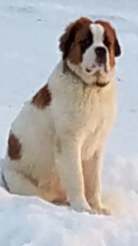 Lost dog in Ashland, OH, 44805