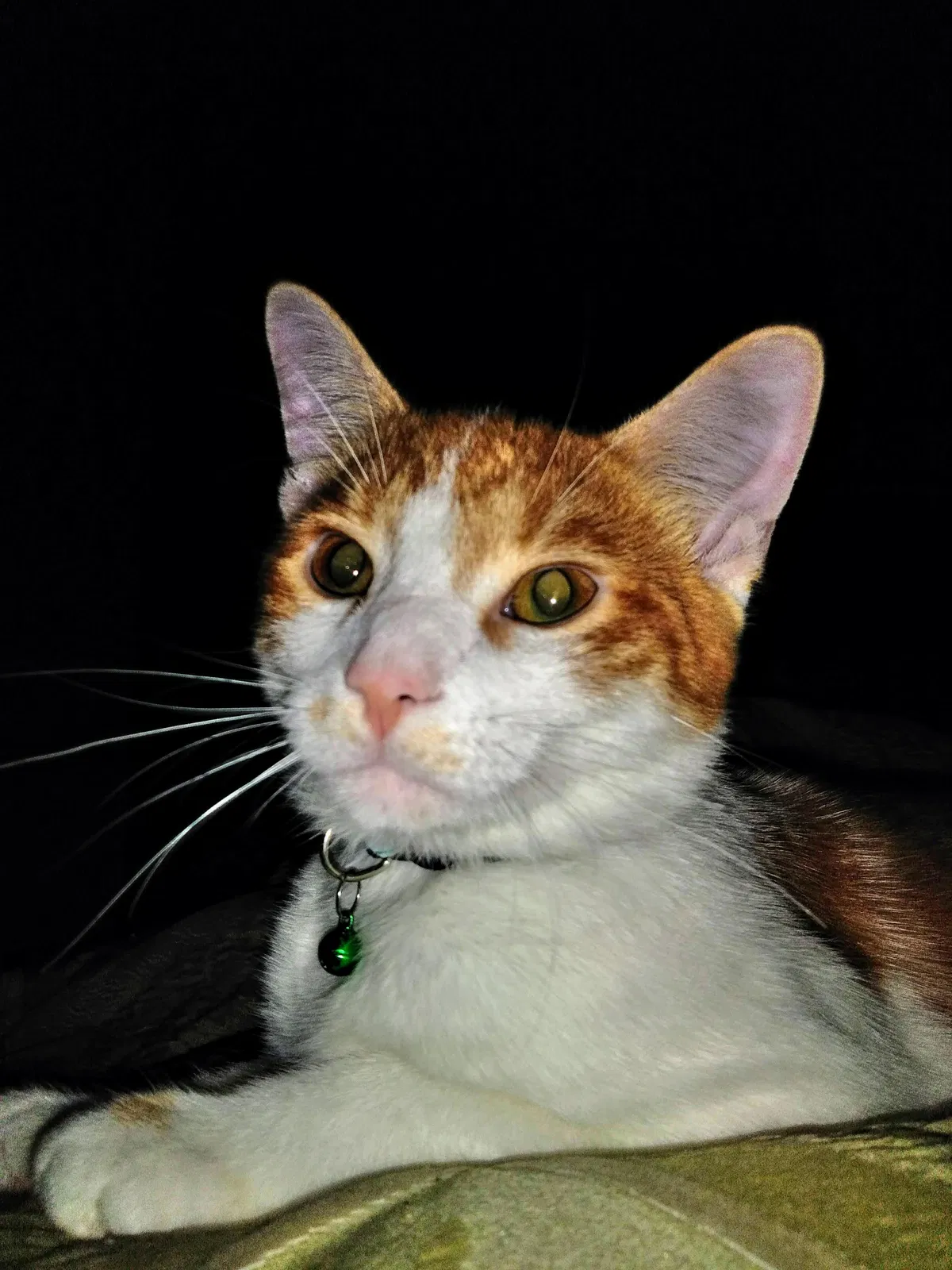 Lost cat in Deerfield, OH, 44411