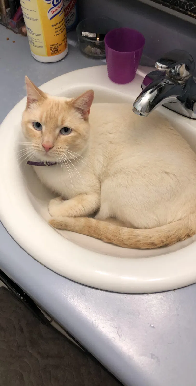 Lost cat in Salt Lake City, UT, 84105