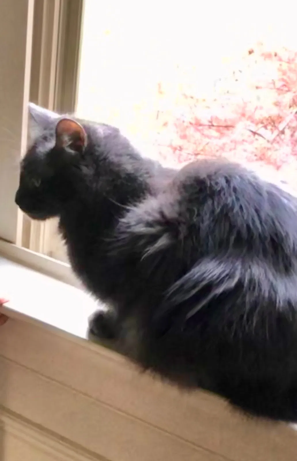 Lost cat in Kernersville, NC, 27284