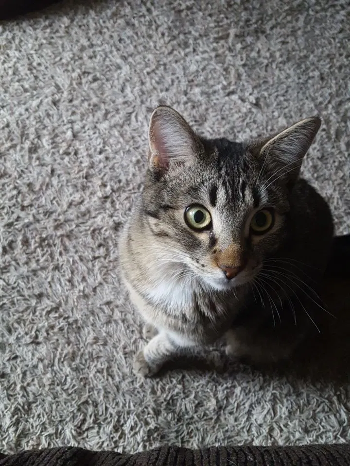 Lost cat in Rose Hill, KS, 67133