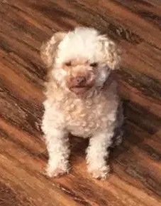 Lost dog in Dunlap, TN, 37327