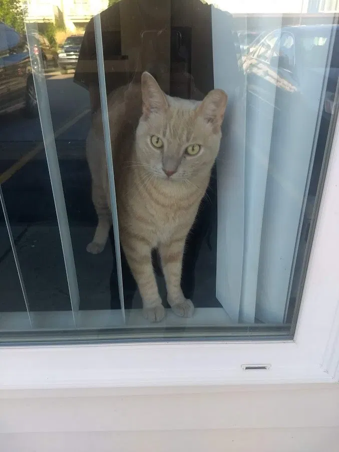 Lost cat in East Lansing, MI, 48823