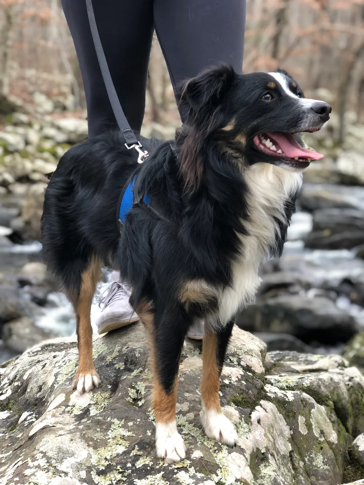 Lost dog in Rising Fawn, GA, 30738