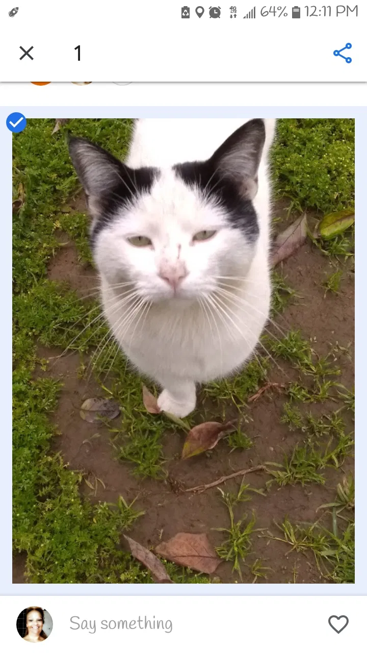 Lost cat in Whittier, CA, 90604