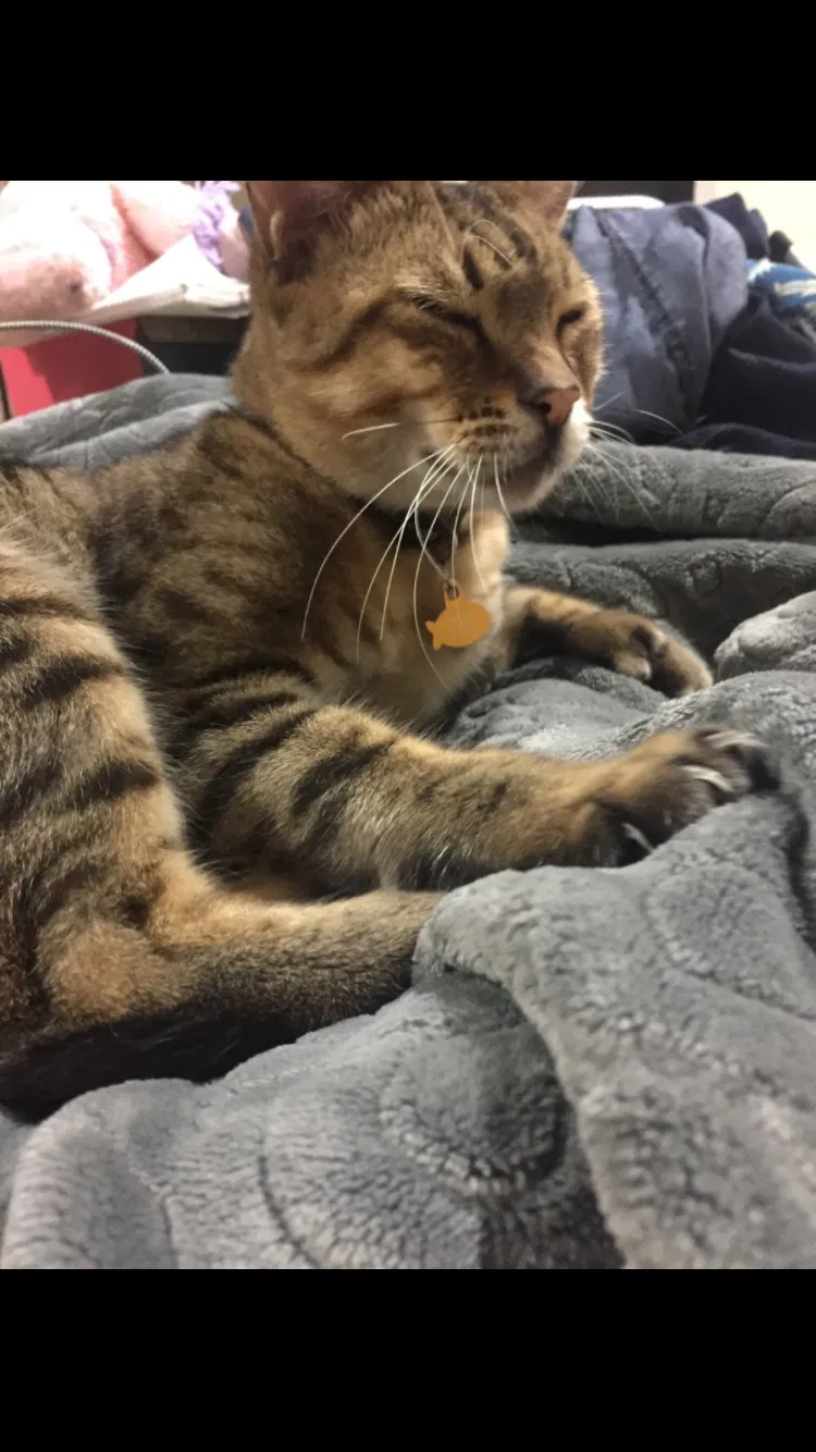 Lost cat in Tustin, CA, 92780