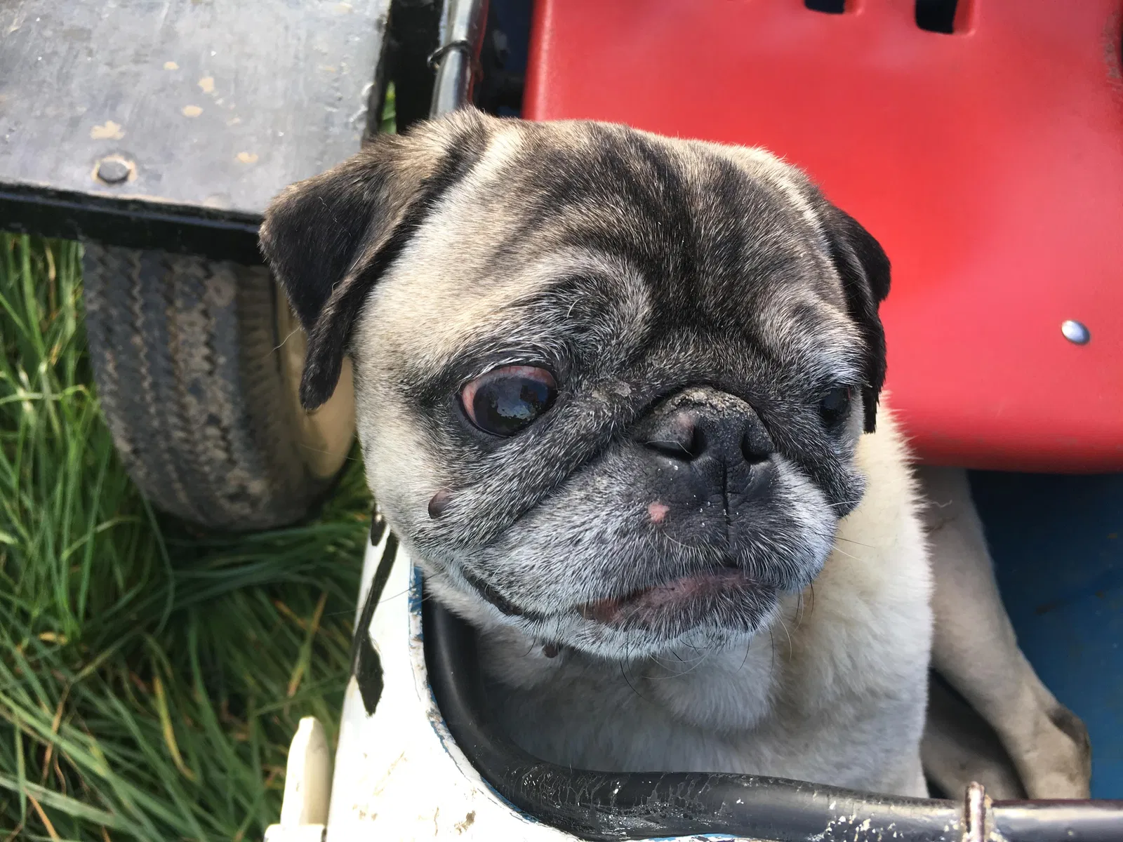 Lost dog in Yoncalla, OR, 97499