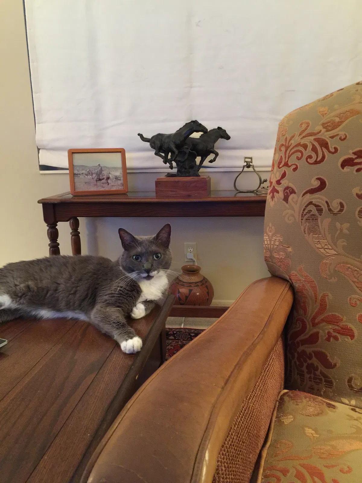 Lost cat in Green Valley, AZ, 85614