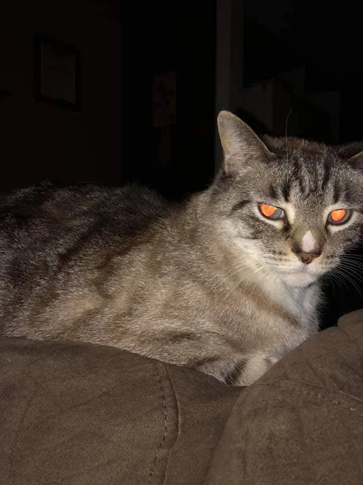 Lost cat in Indianapolis, IN, 46241