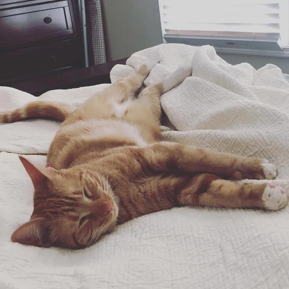 Lost cat in Peoria, AZ, 85383