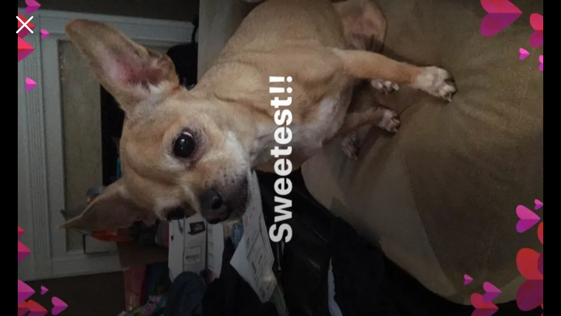 Lost dog in Statham, GA, 30666
