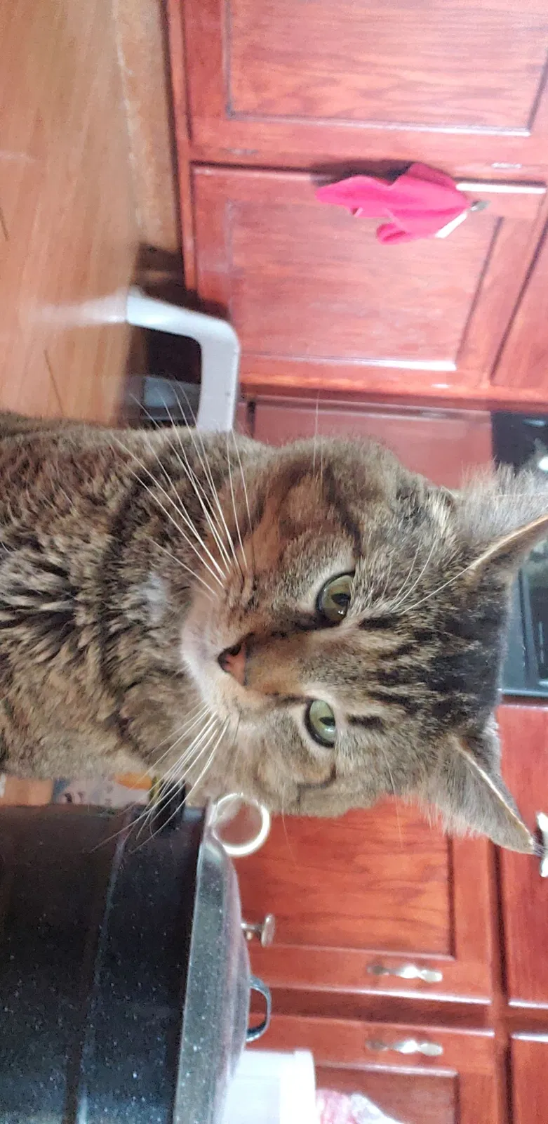 Lost cat in Lake Stevens, WA, 98258