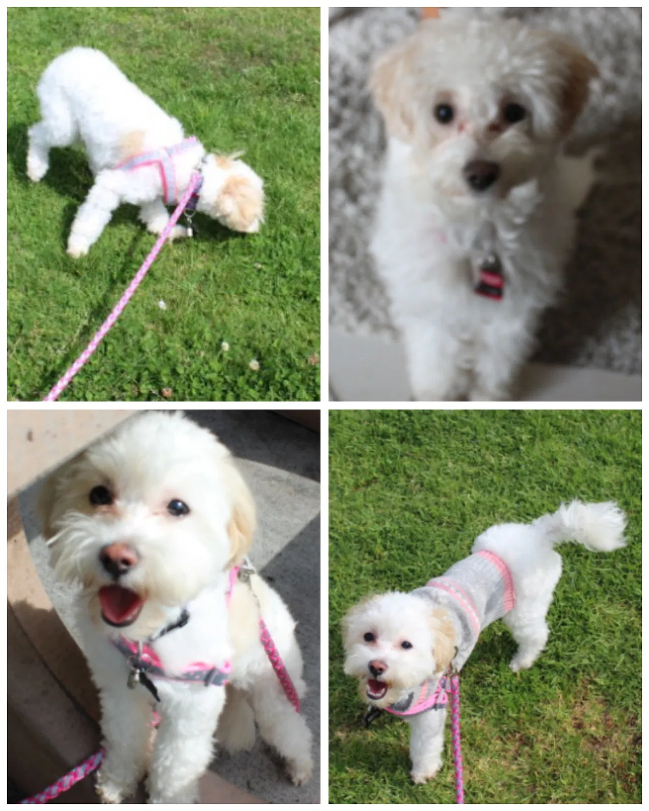 Lost dog in San Diego, CA, 92105