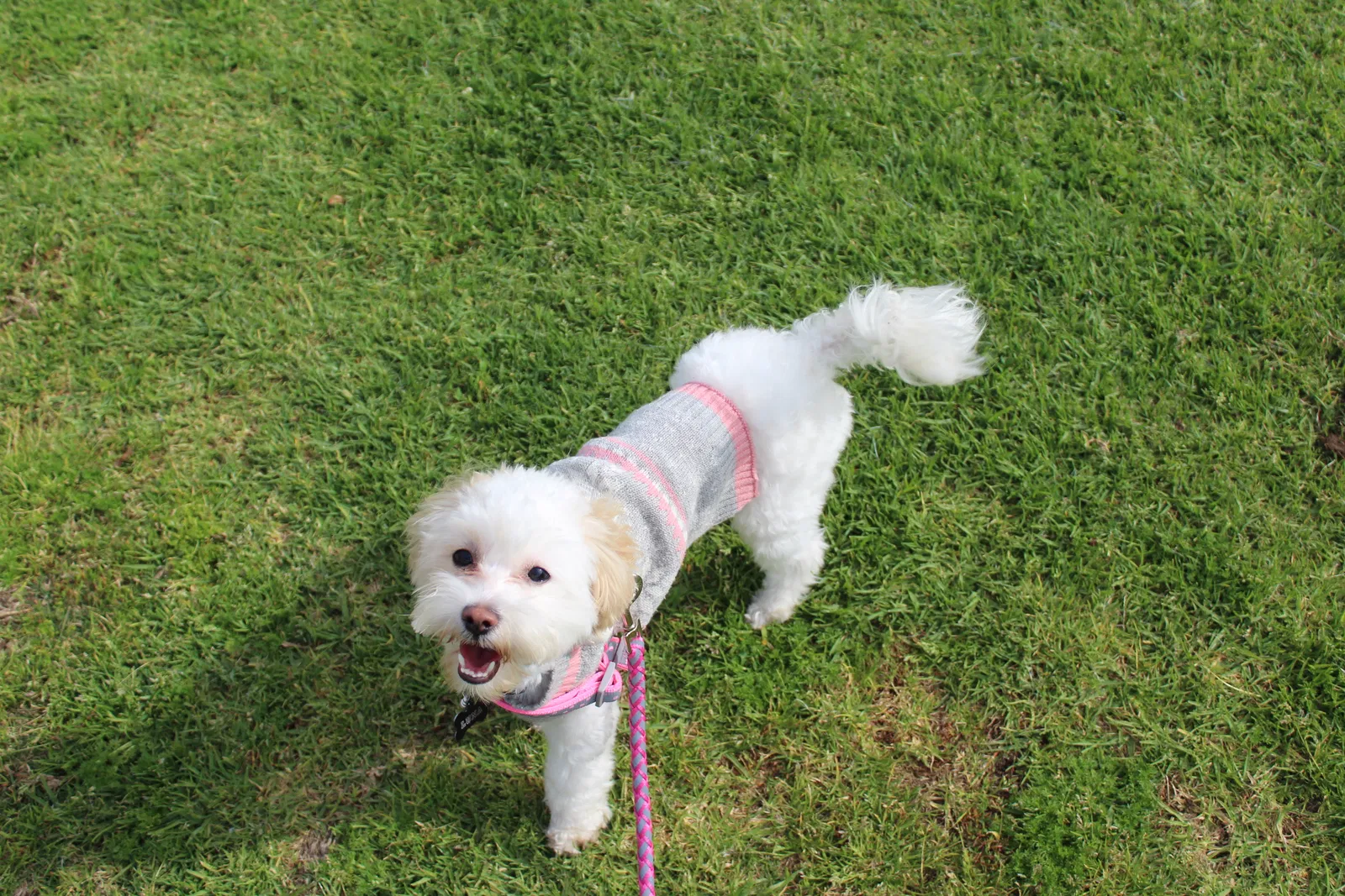 Lost dog in San Diego, CA, 92105