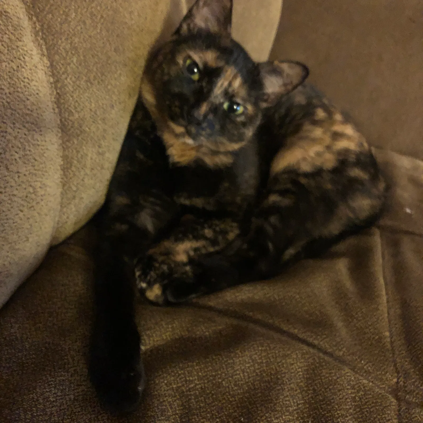 Lost cat in Unknown, AK, 0