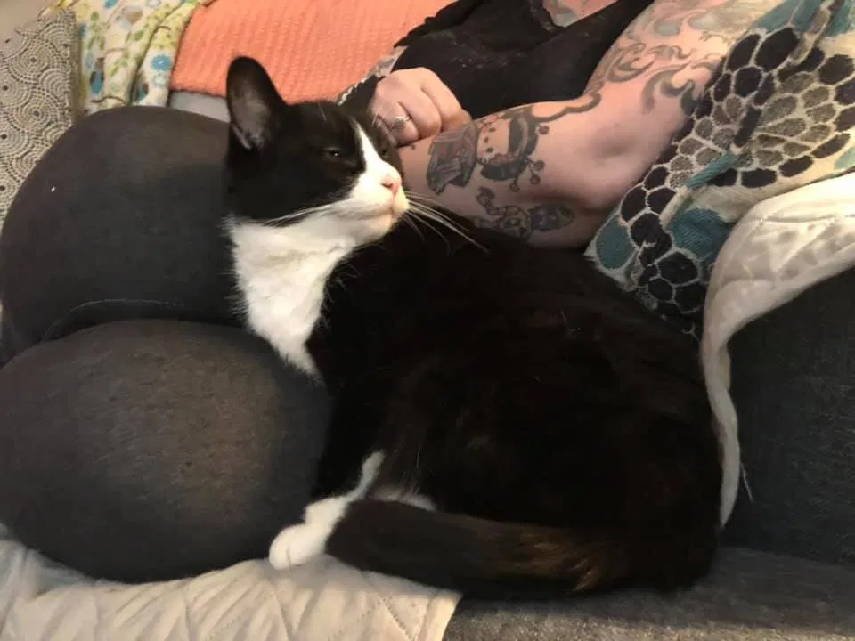 Lost cat in Bremerton, WA, 98337