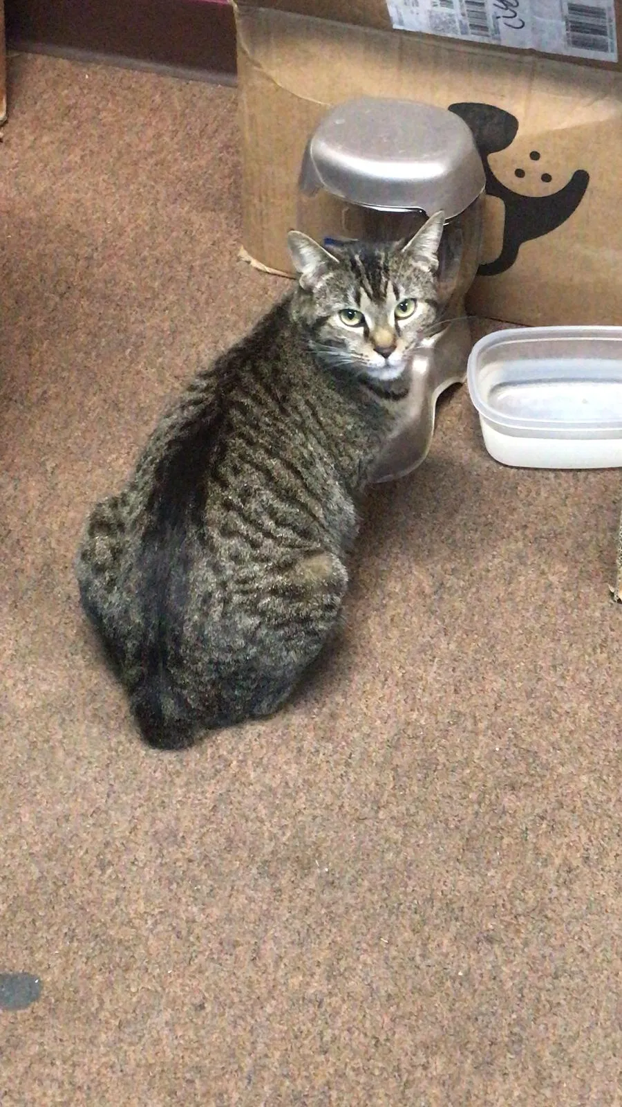 Lost cat in Bronx, NY, 10454