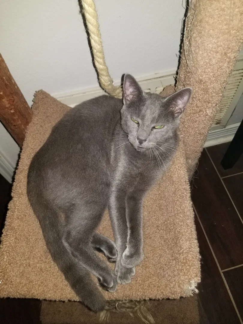 Lost cat in Pensacola, FL, 32514