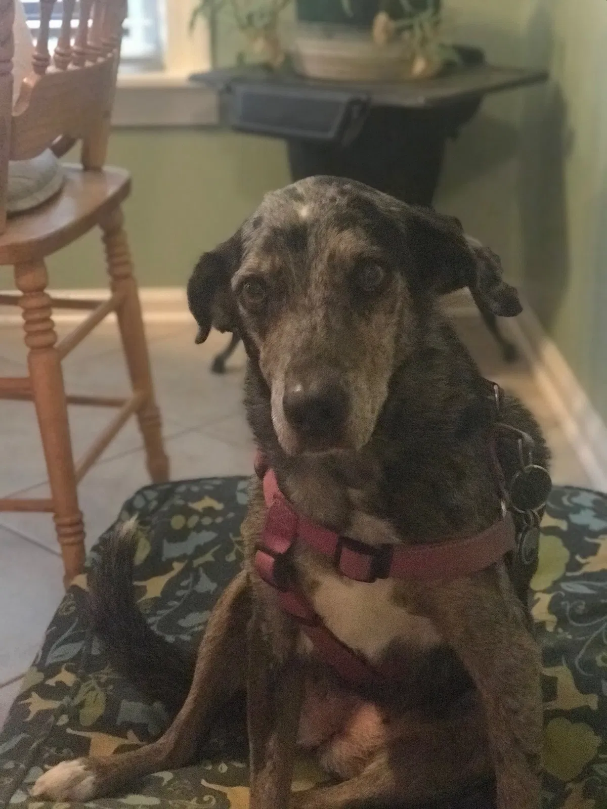 Lost dog in Unknown, TN, 380
