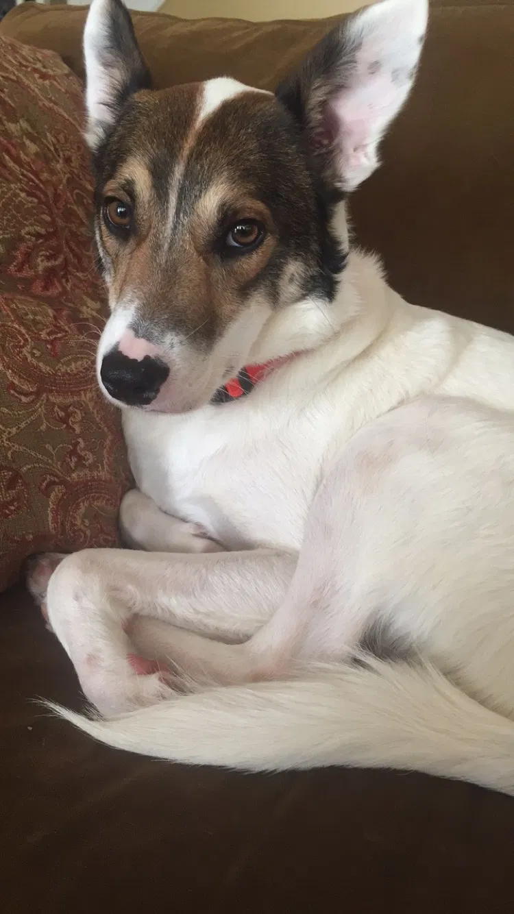 Lost dog in Stantonville, TN, 38379