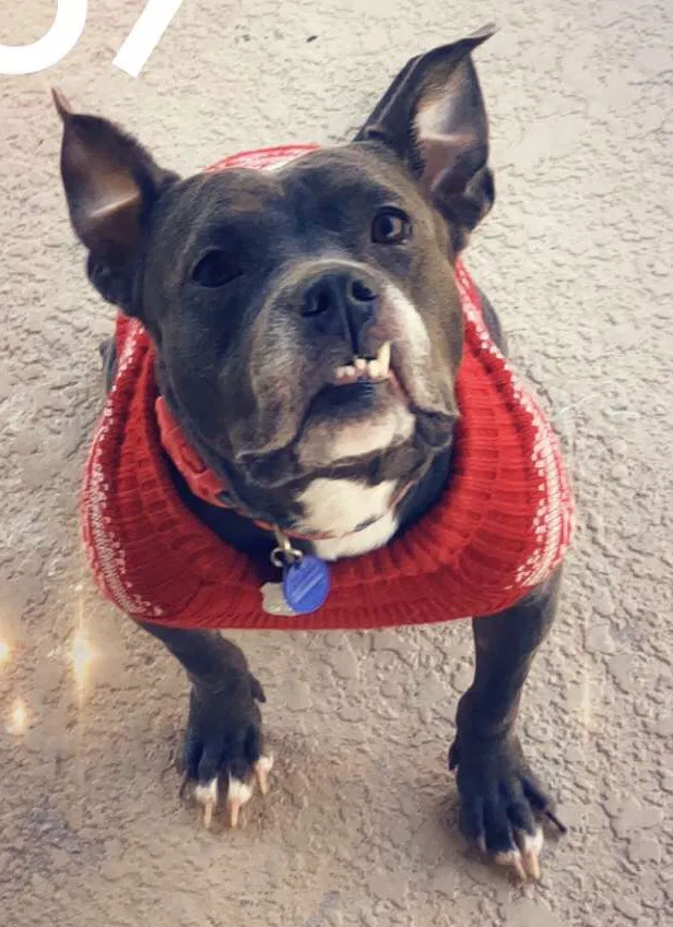 Lost dog in Lehigh Acres, FL, 33974