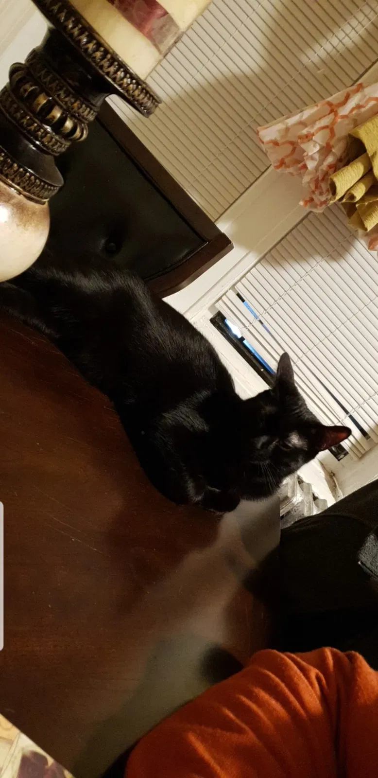 Lost cat in Bronx, NY, 10467
