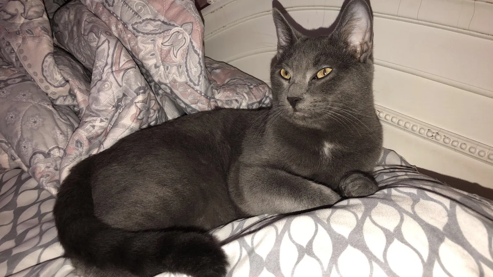 Lost cat in Paola, KS, 66071